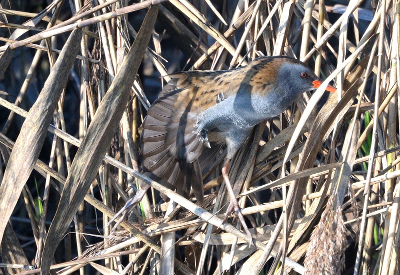 Porcilione (Rallus aquaticus) equilibrista