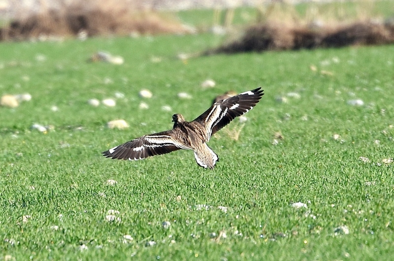 Occhione (Burhinus oedicnemus) in volo