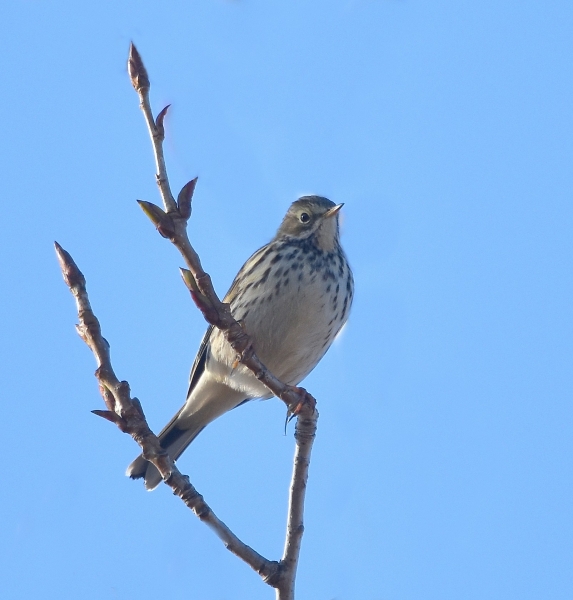 Pispola?  S  (Anthus pratensis)