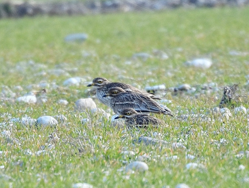 Occhioni  (Burhinus oedicnemus)