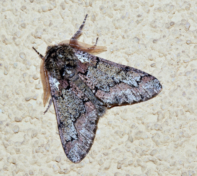 La prima falena del 2018 - Biston strataria, Geometridae