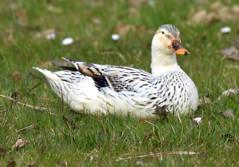 Anatra bianco nera