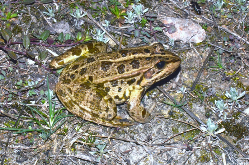 Rana da Id. - Pelophylax sp. (prov. Modena)