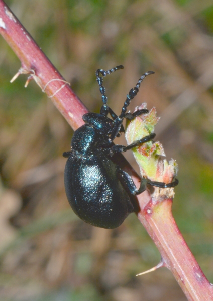 Meloidae : Meloe proscarabaeus