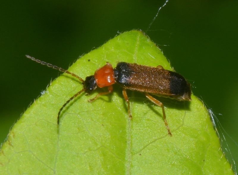 Cantharidae: Cratosilis laeta? S.