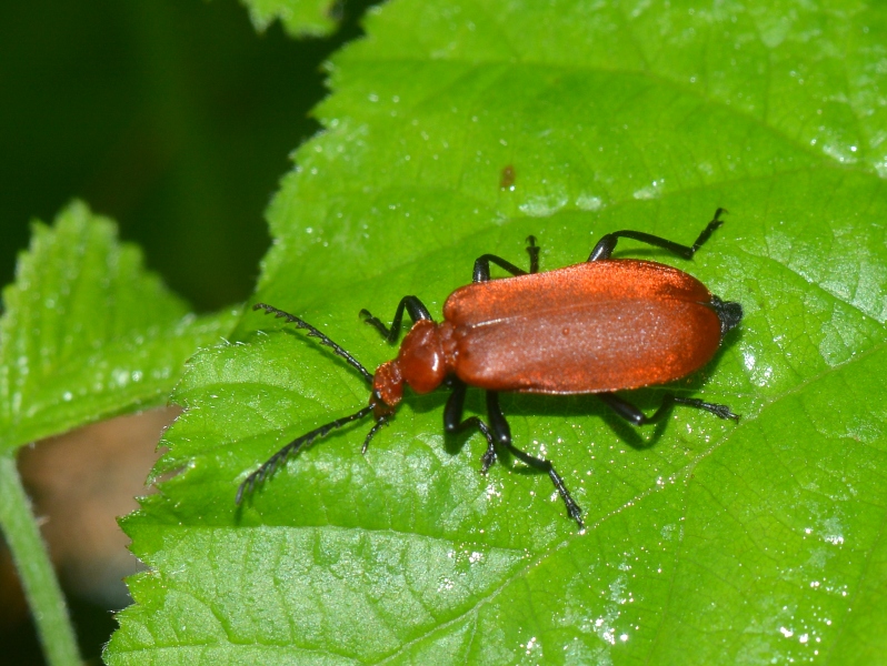 Pyrochroa serraticornis?  S !