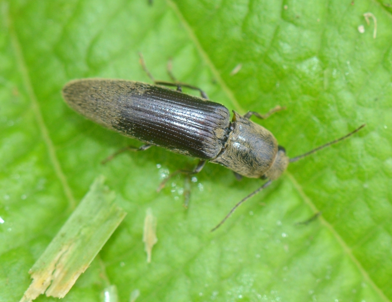 Elateridae: Synaptus filiformis