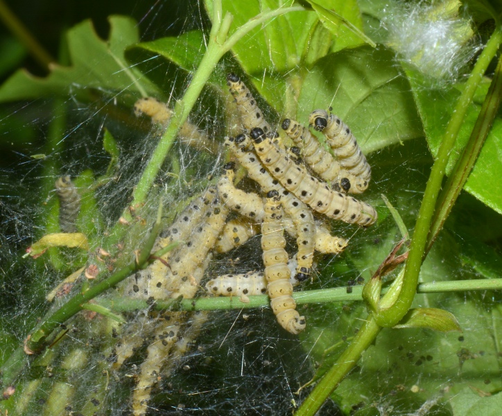 Bruchi da Id. - Yponomeuta sp.