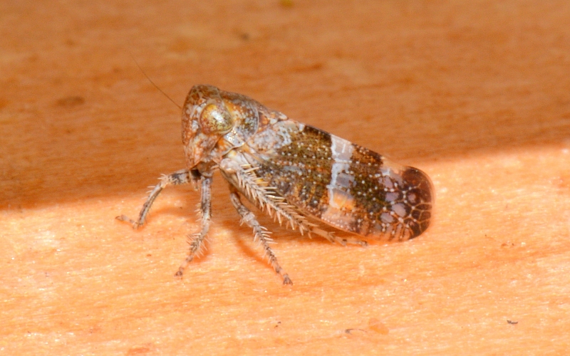 Cicadellidae. Stegelytra cfr. erythroneura