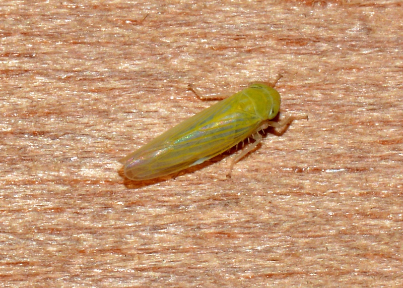 Cicaellidae: Elymana sulphurella (cfr.)