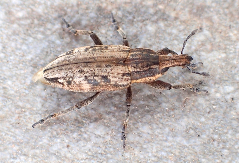 Curculionidae: Mecaspis alternans