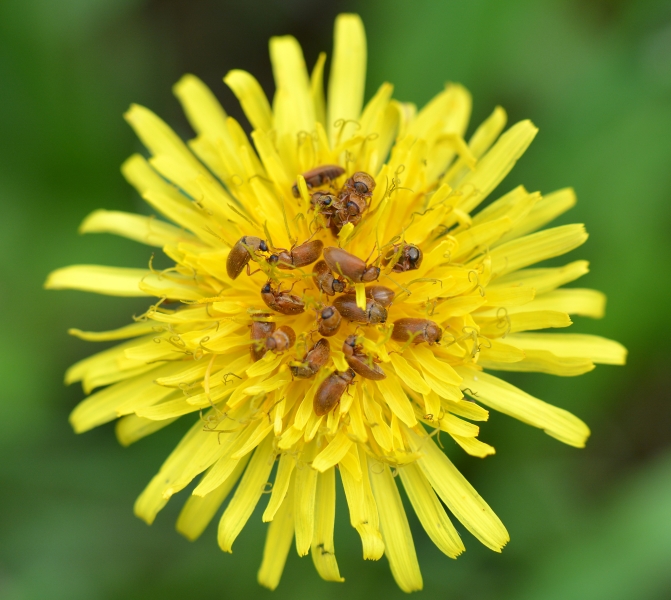 Byturidae: Byturus ochraceus