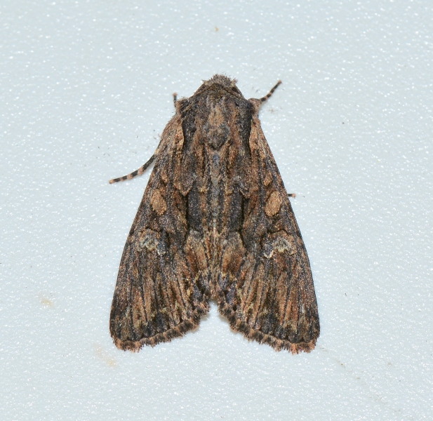 Noctuidae da Id. - Mniotype solieri