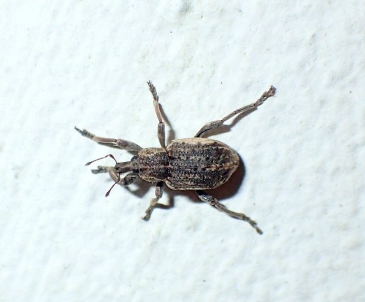 Piccolo Curculionidae: Brachypera (Antidonus) zoilus