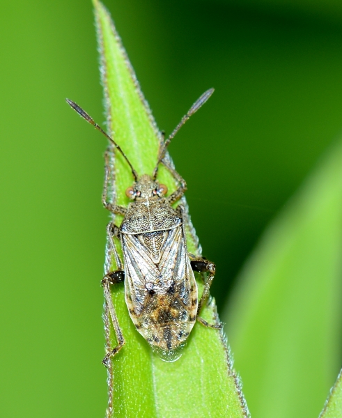 Da Id. - Rhopalidae: Stictopleurus punctatonervosus