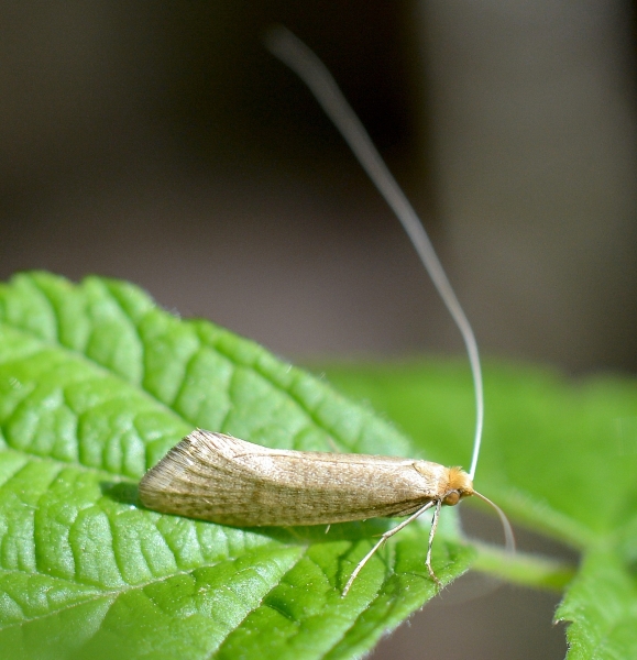 Nematopogon swammer*damellus ?