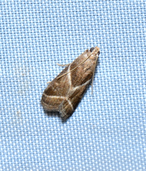 Micro da Id.: Nyctegretis lineana - Pyralidae