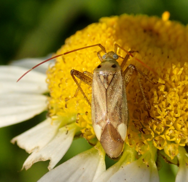 Miridae da Id. - Miridae: Adelphocoris lineolatus