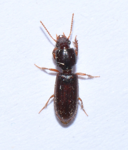 Carabidae: Clivina fossor o collaris?  Clivina fossor