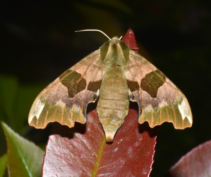 Mimas tiliae