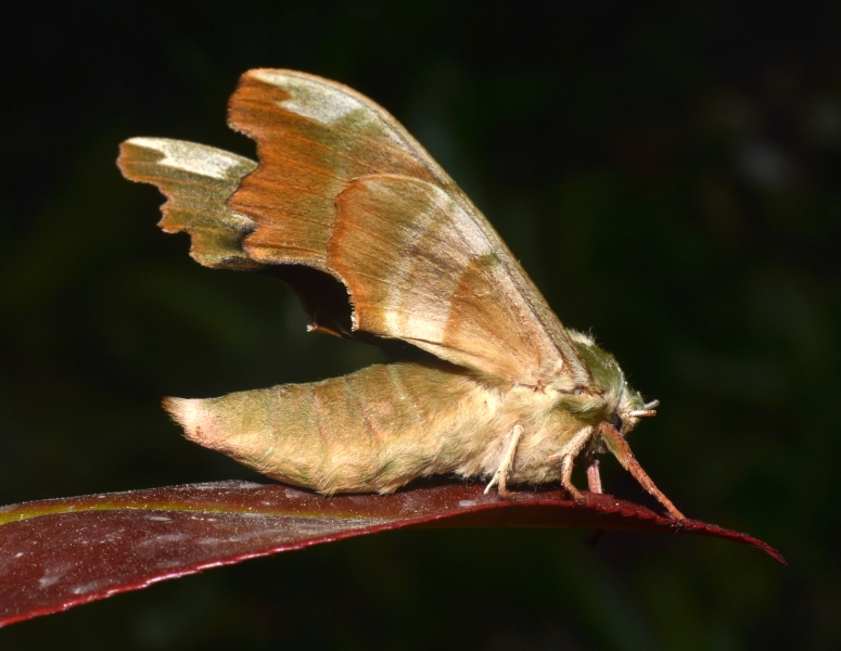 Mimas tiliae