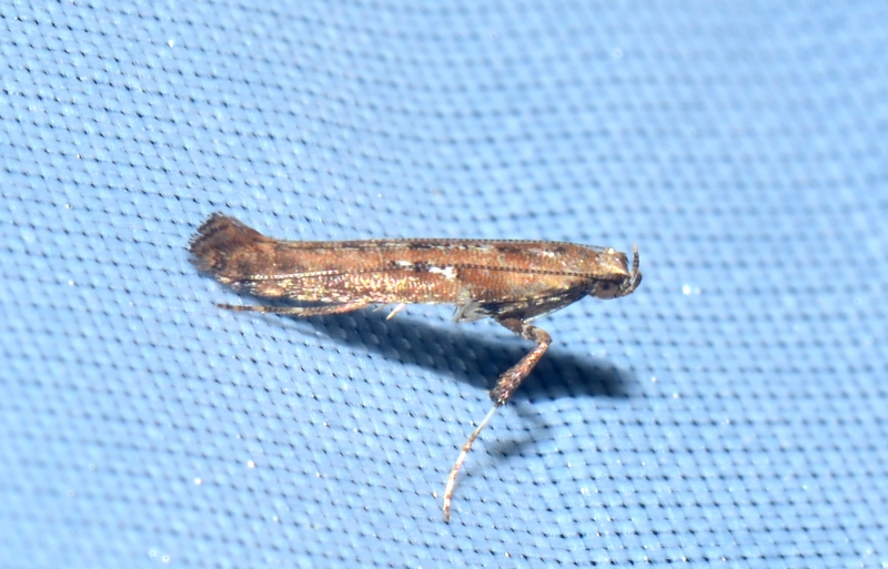 Gracillariidae? S, Caloptilia cfr. semifascia