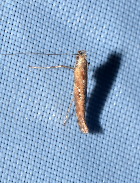 Gracillariidae? S, Caloptilia cfr. semifascia