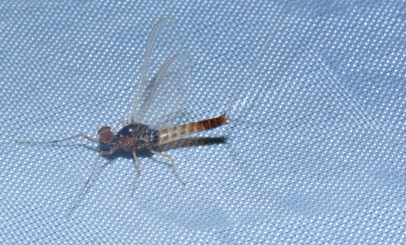 Baetis rhodani (Baetidae)