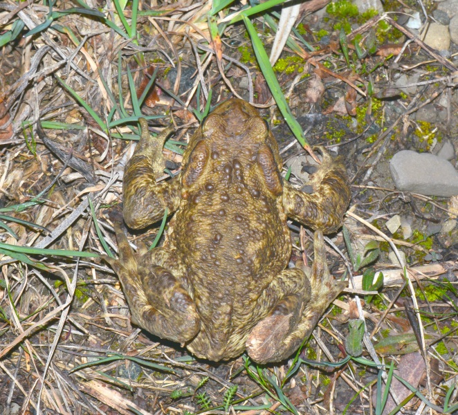 Rospo da Id. - Bufo bufo