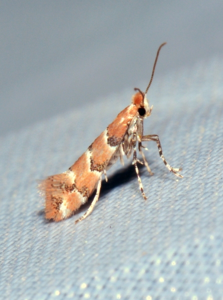 Gracillariidae ? S, Phyllonorycter cephalariae