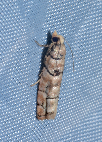 Micro da Id.. Pseudococcyx tessulatana - Tortricidae