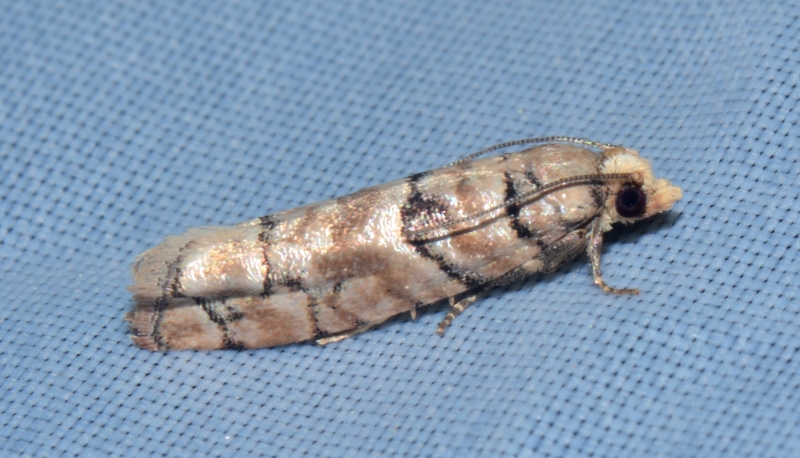 Micro da Id.. Pseudococcyx tessulatana - Tortricidae