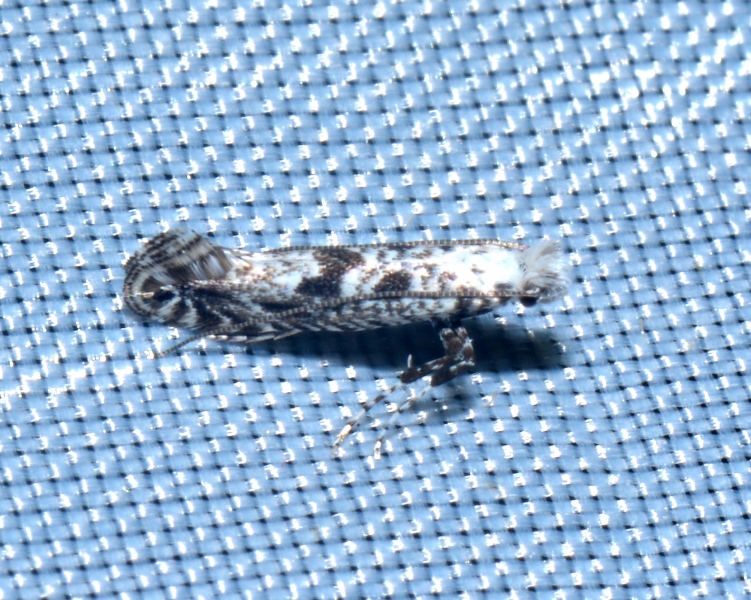 Altro Micro da Id.: Parornix ampliatella - Gracillariidae