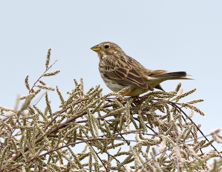Strillozzo (Emberiza calandra)