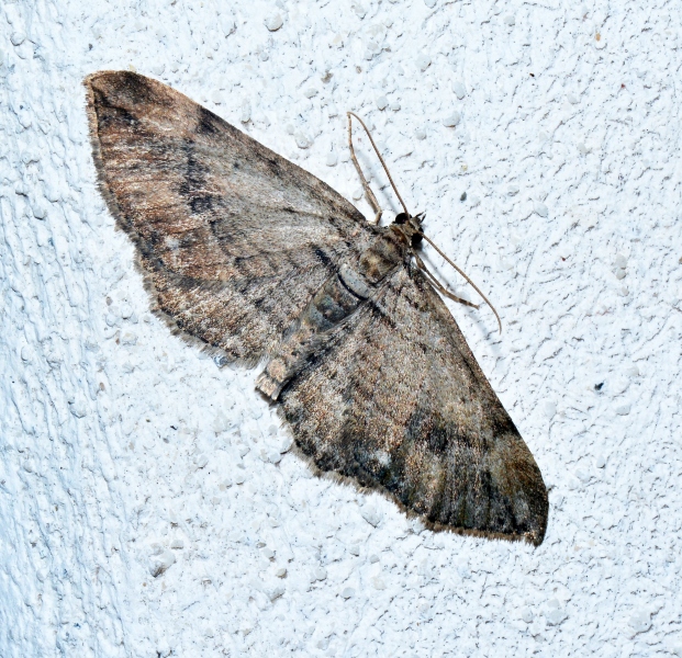 Due Geometridae da Id.