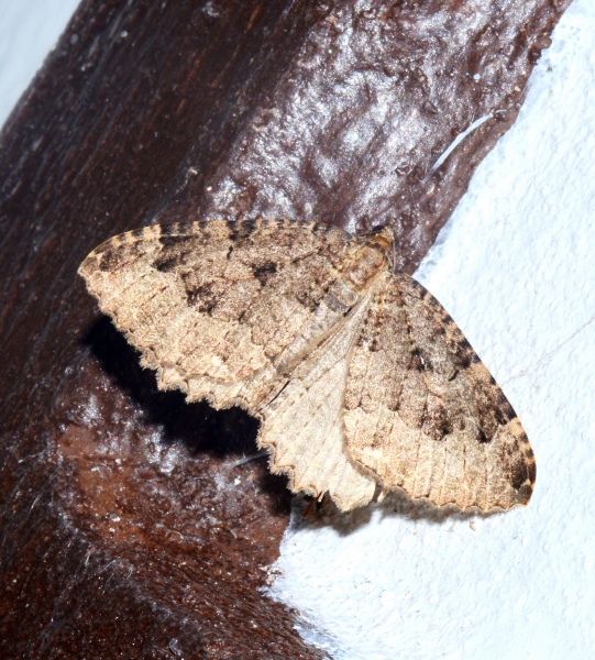 Due Geometridae da Id.