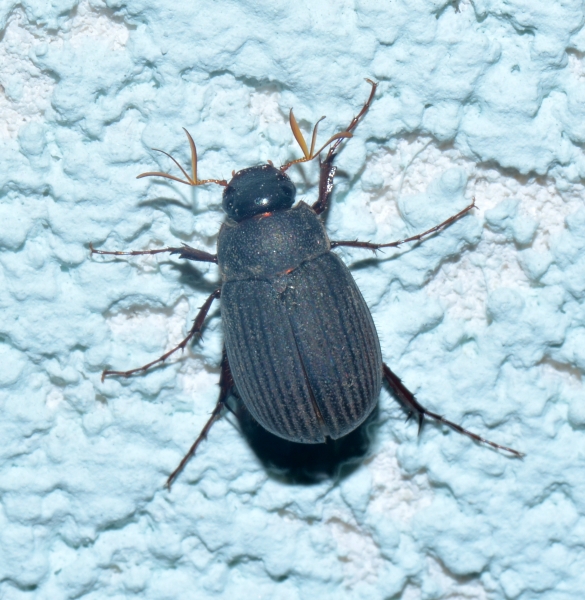 Melolonthidae: Maladera holosericea