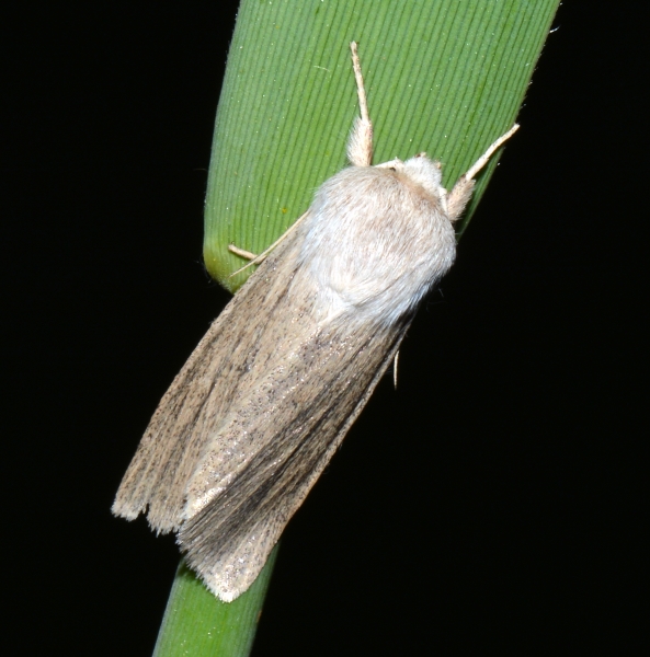 Simyra albovenosa ? Sì