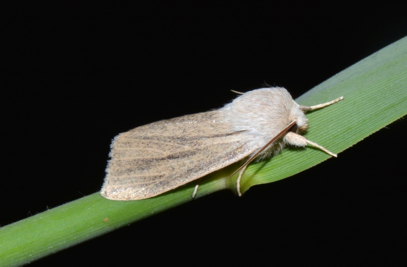 Simyra albovenosa ? Sì