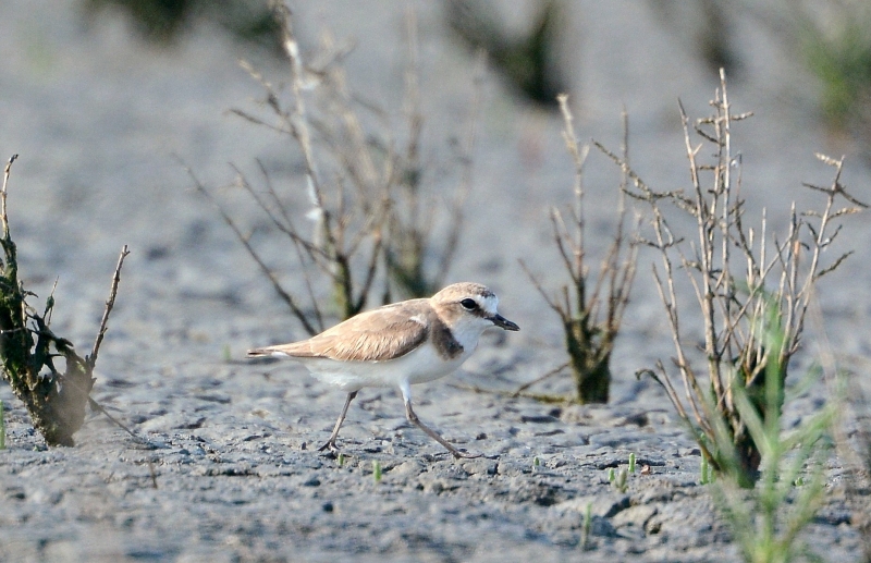 Fratino  (Charadrius alexandrinus)