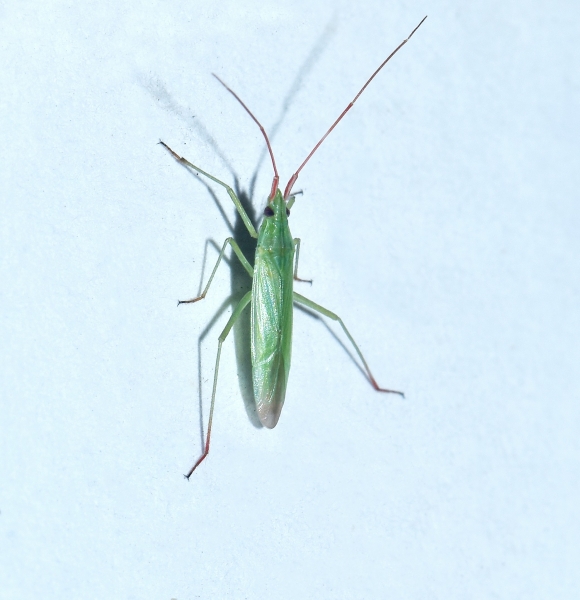 Da Id. - Miridae: Trigonotylus sp.