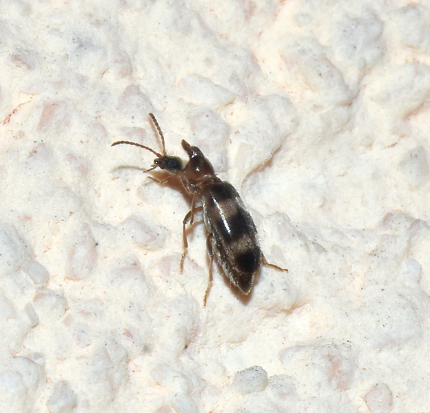 Anthicidae: Notoxus trifasciatus