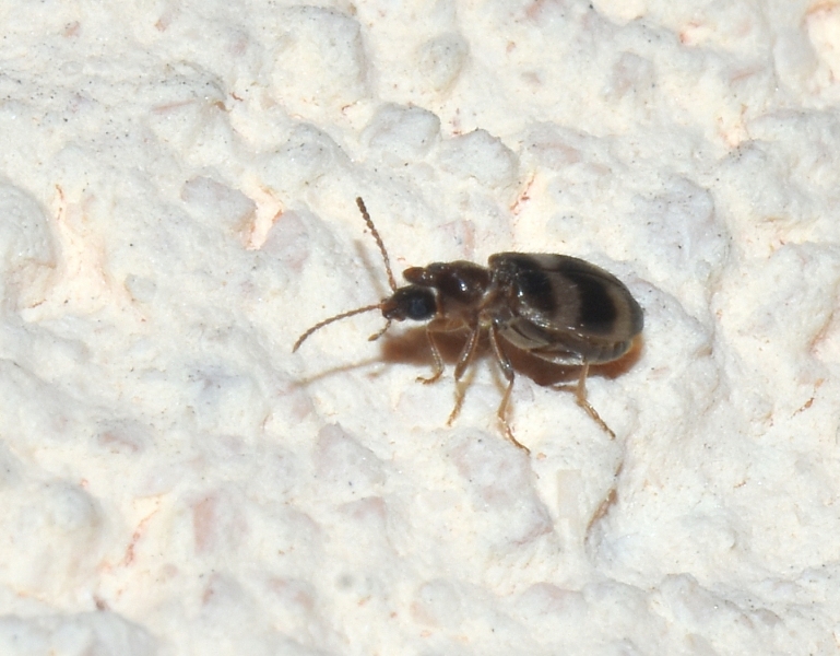 Anthicidae: Notoxus trifasciatus