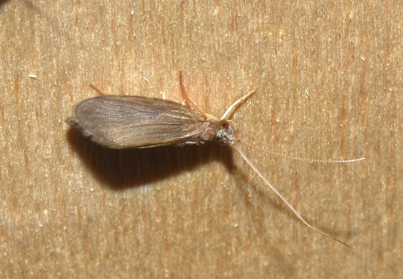 Lepidostomatidae: Crunoecia sp. (e gen. non id.)  e Leptoceridae: Ceraclea sp.