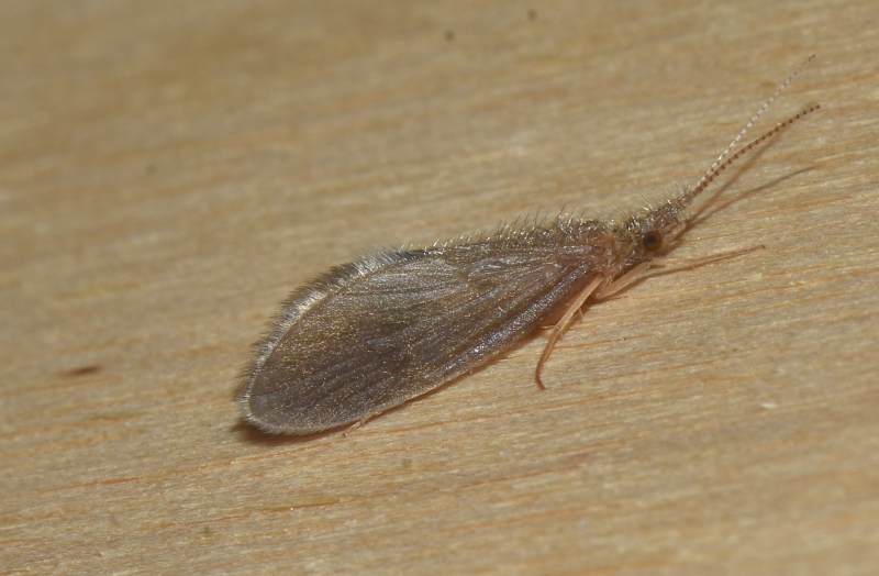 Lepidostomatidae: Crunoecia sp. (e gen. non id.)  e Leptoceridae: Ceraclea sp.