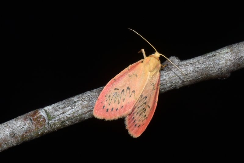 Una bella Erebidae:  Miltochrista miniata