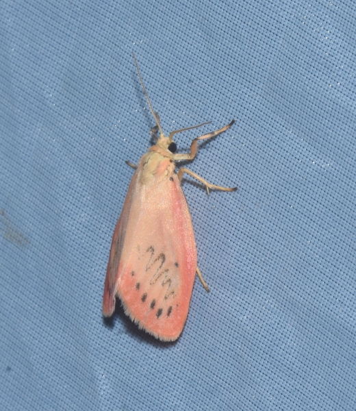 Una bella Erebidae:  Miltochrista miniata