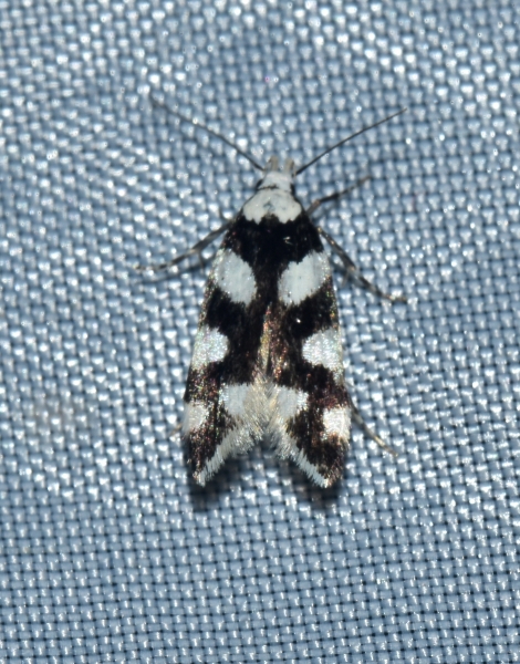 micro da identificare: Pseudotelphusa tessella (Gelechiidae)