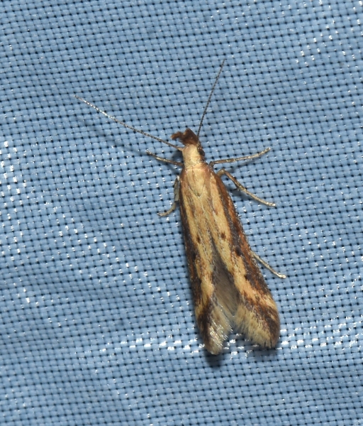 micro da identificare