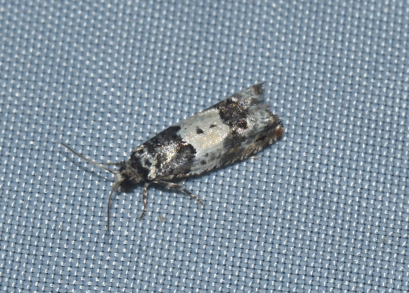 micro da identificare